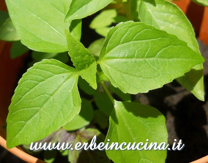 Basilico limone pronto da raccogliere / Lemon basil, ready to be harvested