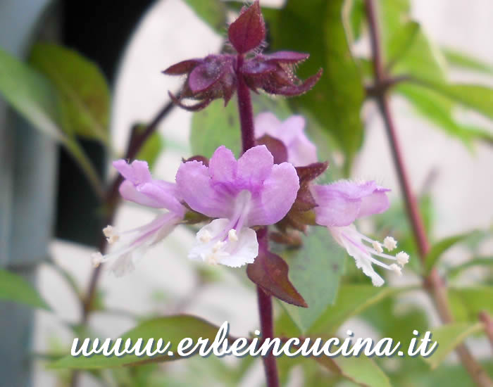 Fiori di basilico limone / Lemon basil flowers