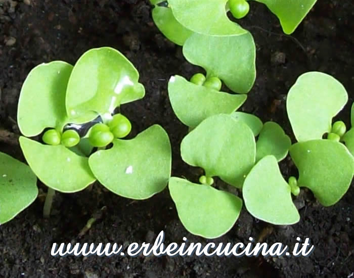 Prime foglie vere / First true leaves
