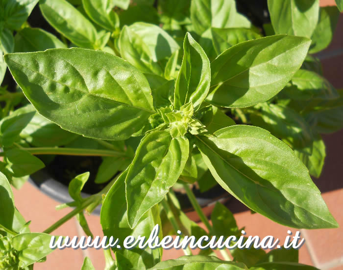 Basilico a foglia di lattuga / Lettuce leaf basil