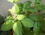 Basilico sacro (Tulsi)