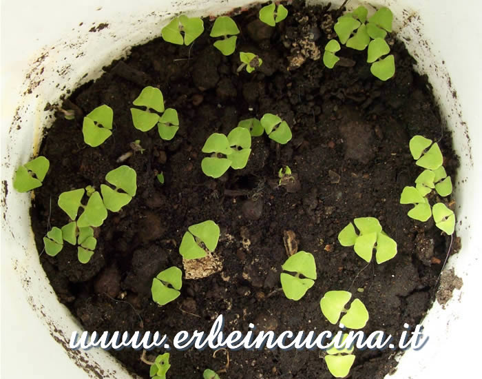 Piantine neonate di basilico sacro rosso / Red Holy Basil, newborn plants