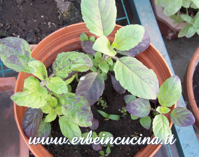 Giovani piante di basilico sacro rosso / Red Holy Basil, young plants