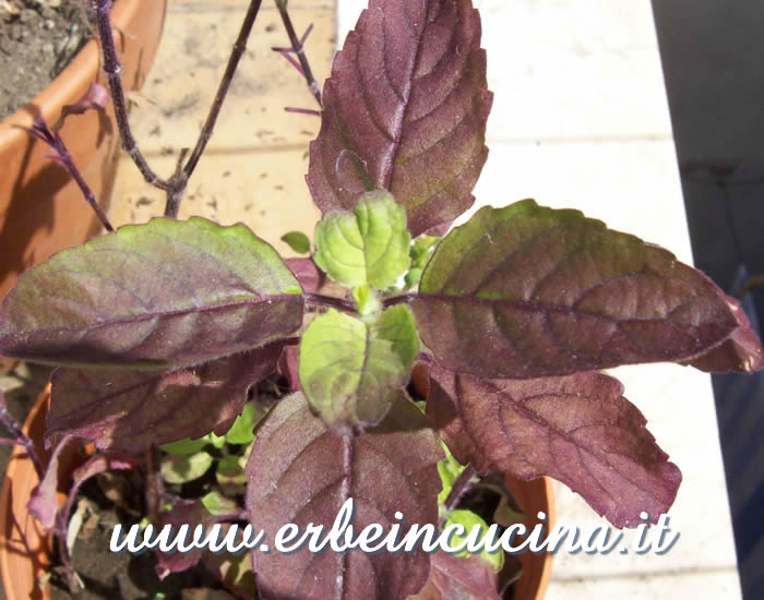 Basilico sacro rosso pronto da raccogliere / Red Holy Basil, ready to be harvested