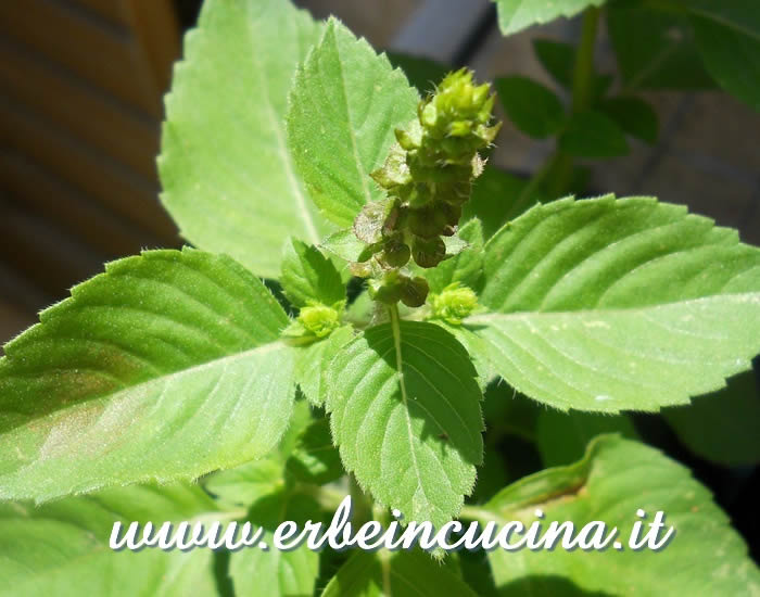 Fiore di basilico americano  / Basil spice flower