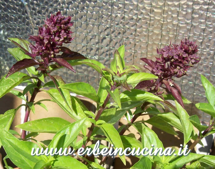 Fiori di basilico thai / Thai Basil Flowers