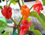 Bhut Jolokia (Ghost)