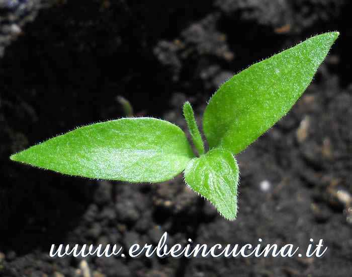 Giovane pianta di Bhut Jolokia / Bhut Jolokia young plant