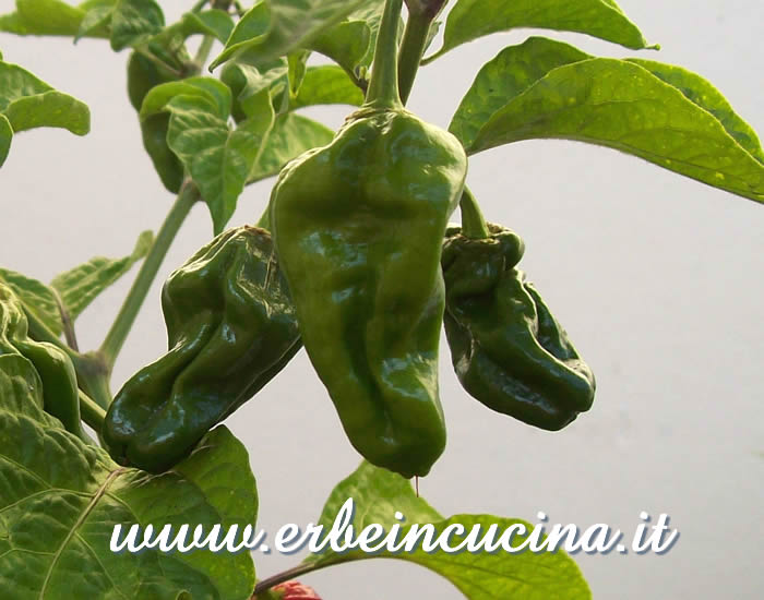 Peperoncino Bhut Jolokia non ancora maturo / Unripe Bhut Jolokia chili pod