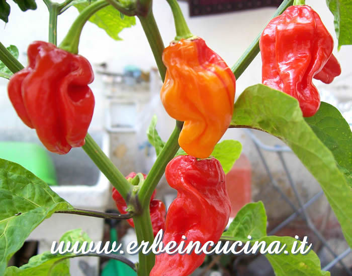 Peperoncini Bhut Jolokia a vari stadi di maturazione / Ripening Bhut Jolokia bell peppers