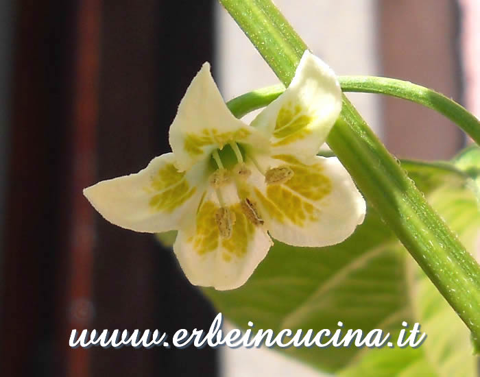 Fiore di peperoncino Bishop's Hat / Bishop's Hat Chili Pepper Flower