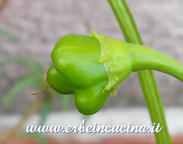 Piccolo peperoncino Bishop's Hat non ancora maturo / Unripe Bishop's Hat small chili pod