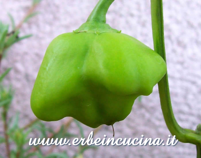 Peperoncino Bishop's Hat non ancora maturo / Unripe Bishop's Hat chili pod