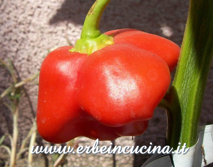 Peperoncino Bishop's Hat maturo / Ripe Bishop's Hat chili pod