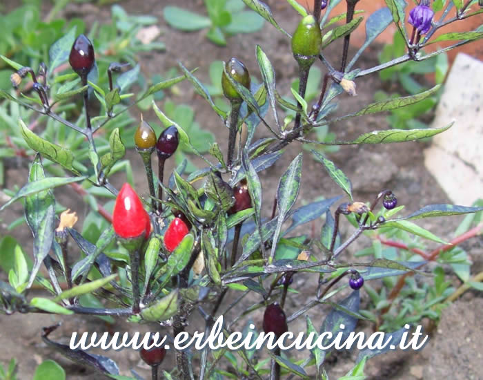 Peperoncini Black Cuban a vari stadi di maturazione / Ripe and unripe Black Cuban chili pepper pods