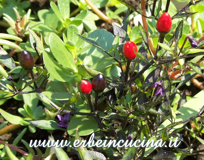 Peperoncini Black Cuban a vari stadi di maturazione / Ripe and unripe Black Cuban chili pepper pods