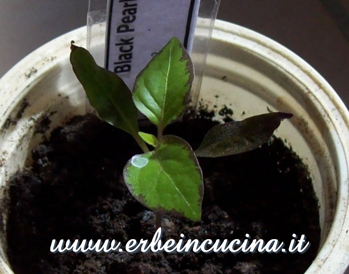 Giovane pianta di peperoncino Black Pearl / Black Pearl chili pepper young plant