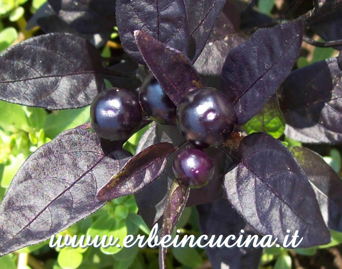 Peperoncini Black Pearl non ancora maturi con pianta dalle foglie nere / Unripe Black Pearl chili pepper pods and their black leaves