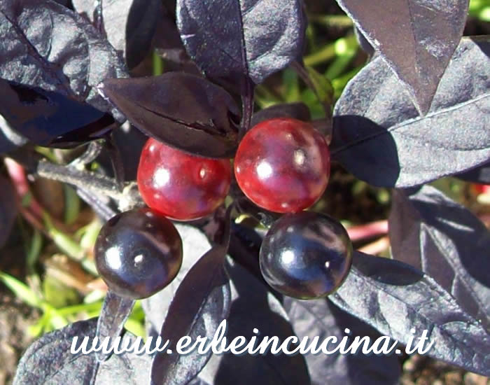 Peperoncini Black Pearl a vari stadi di maturazione / Ripe and unripe Black Pearl chili pepper pods