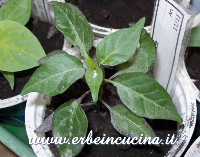 Giovane pianta di Black Prince / Black Prince, young plant