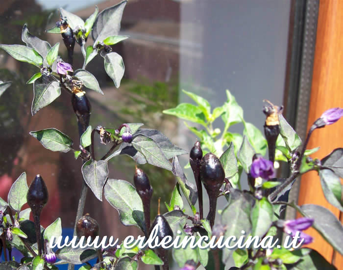 Peperoncini Black Prince non ancora maturi / Unripe Black Prince chili pepper pods