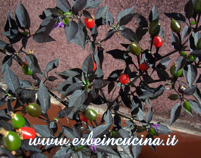 Peperoncini Black Prince a vari stadi di maturazione / Ripe and unripe Black Prince chili pepper pods