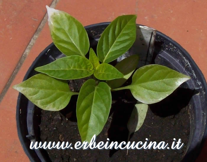 Giovane pianta di Black Scorpion Toungue / Black Scorpion Toungue young plant