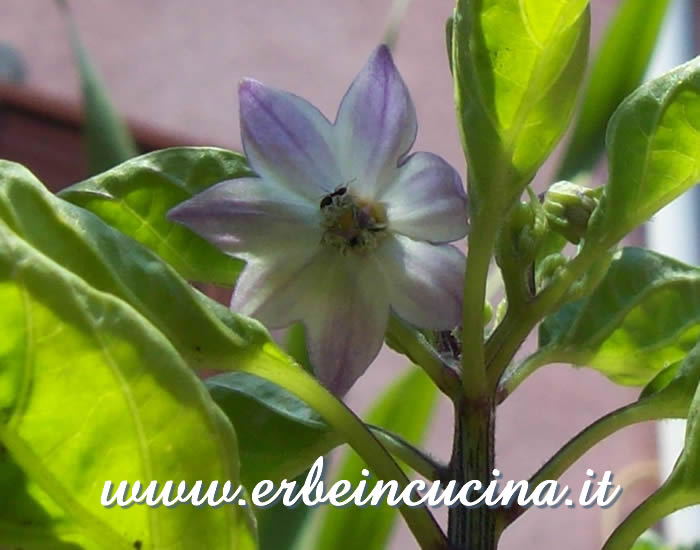 Fiore di Black Scorpion Toungue / Black Scorpion Toungue chili pepper flower