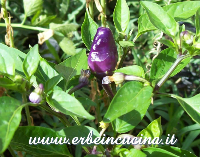 Peperoncino Black Scorpion Toungue non ancora maturo / Unripe Black Scorpion Toungue chili pepper pod