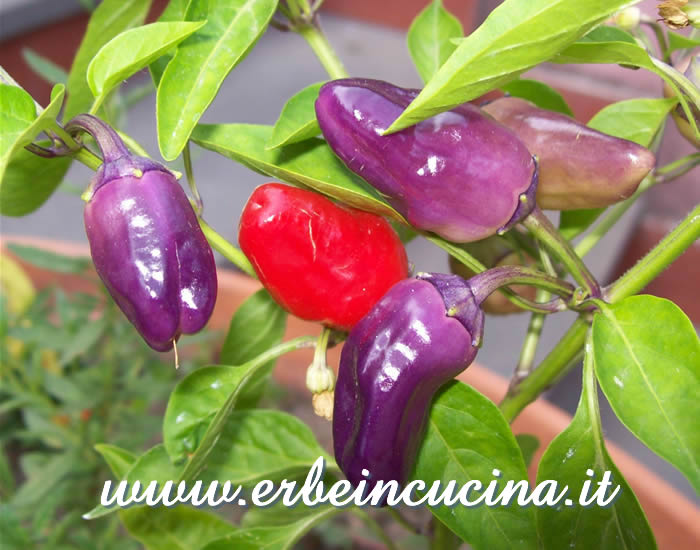 Peperoncini Black Scorpion Toungue a vari stadi di maturazione / Ripe and unripe Black Scorpion Toungue chili pepper pods