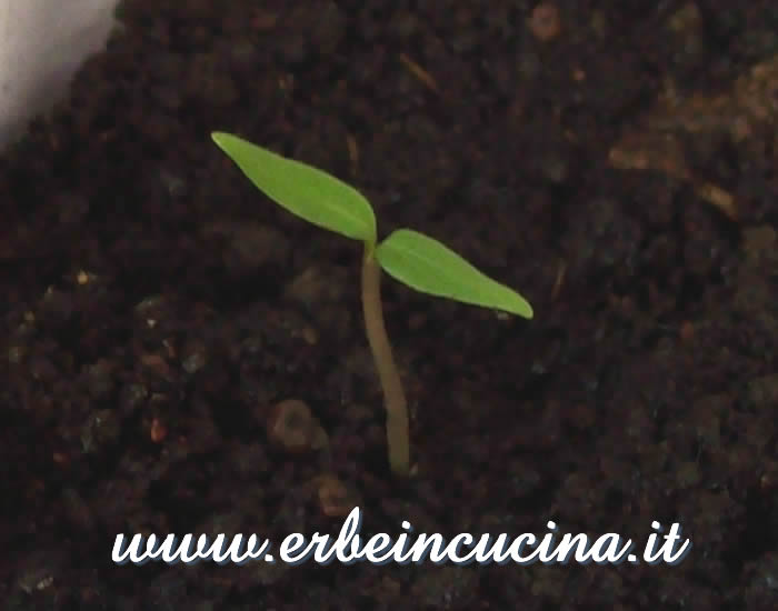 Peperoncino Bode Orange appena nato / Newborn Bode Orange chili pepper plant