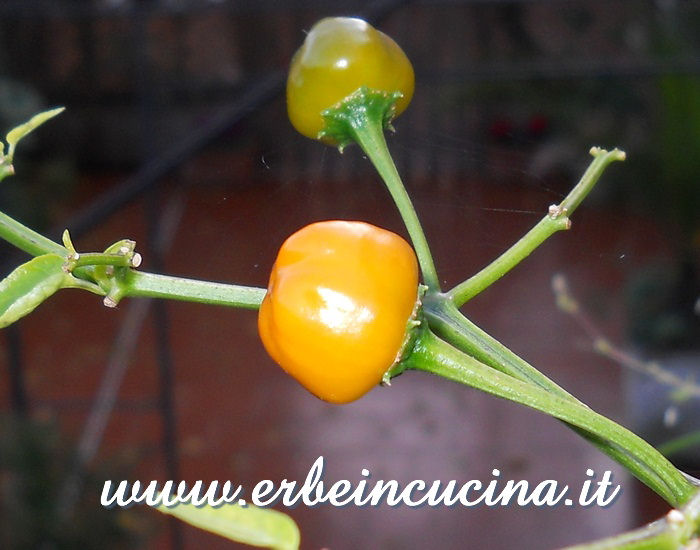 Peperoncino Bode Orange maturo / Ripe Bode Orange chili pod