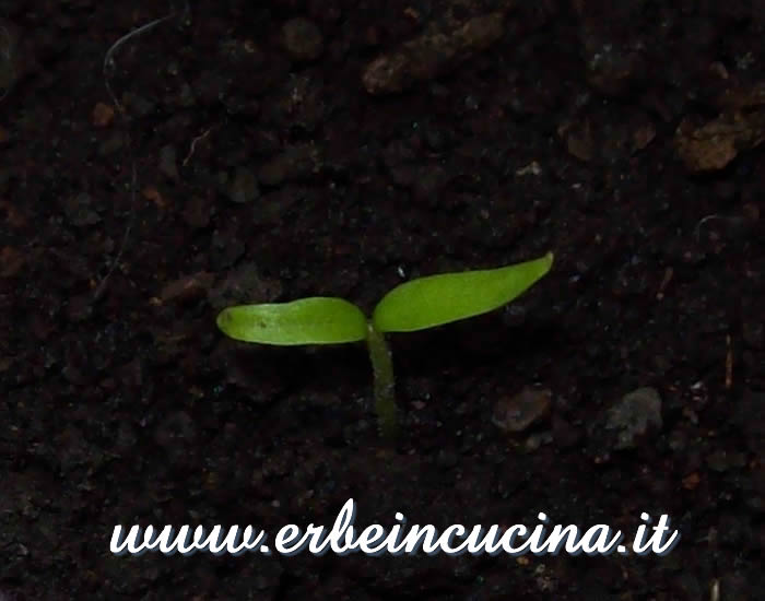 Peperoncino Bolivian Rainbow appena nato / Newborn Bolivian Rainbow chili pepper plant