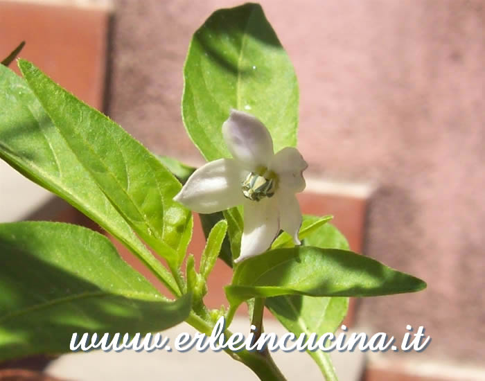 Fiore di peperoncino Bolivian Rainbow / Bolivian Rainbow chili flower