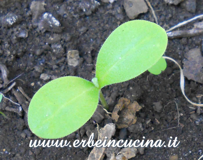 Borragine appena nata / Newborn borage