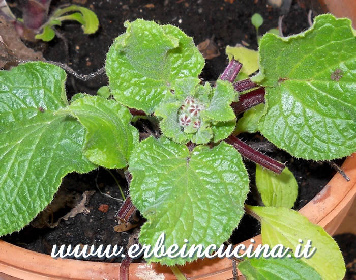 Borragine pronta da raccogliere / Borage, ready to be harvested