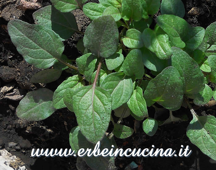 Brunella (prunella) pronta da raccogliere / Self-heal ready to be harvested