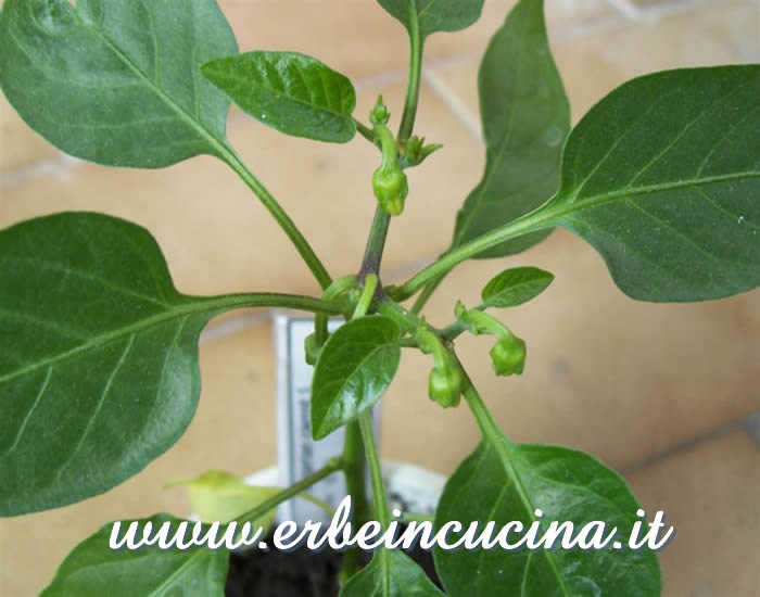 Primi boccioli di Bulgarian Carrot / Bulgarian Carrot first buds