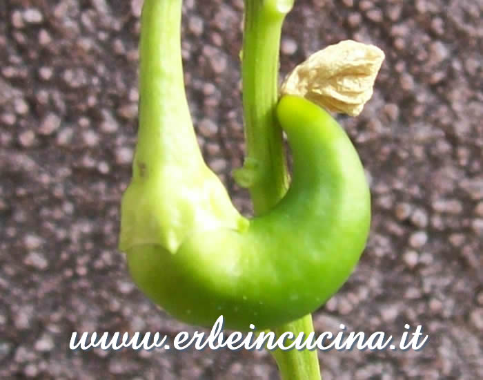 Peperoncino Bulgarian Carrot non ancora maturo / Unripe Bulgarian Carrot chili pod