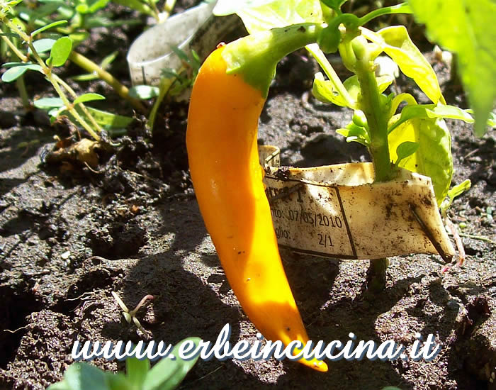 Peperoncino Bulgarian Carrot maturo / Ripe Bulgarian Carrot chili pod