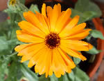 Calendula