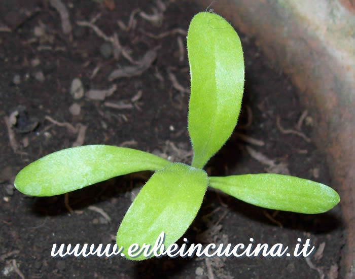 Giovane pianta di calendula / Young plant