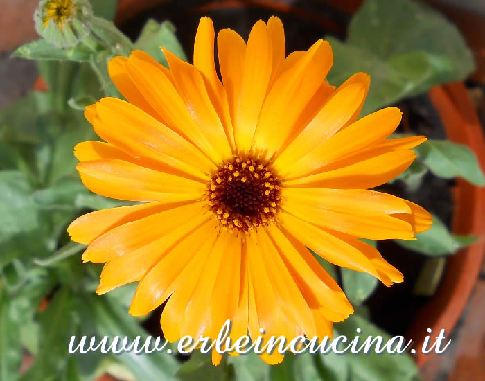 Calendula fiorita / Marigold flower