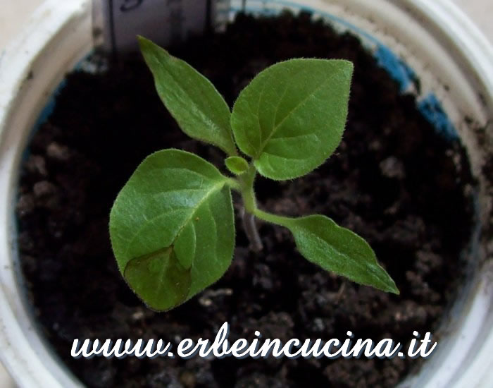 Giovane pianta di peperoncino Campane / Campane chili pepper young plant