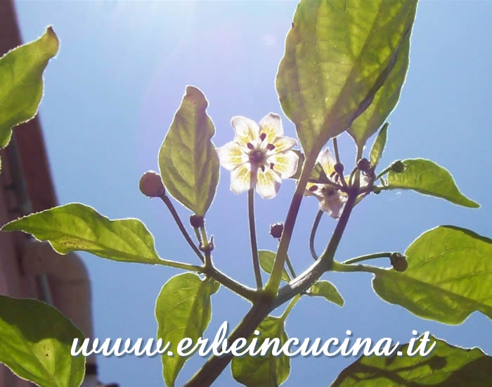 Fiore di Campane / Campane chili pepper flower