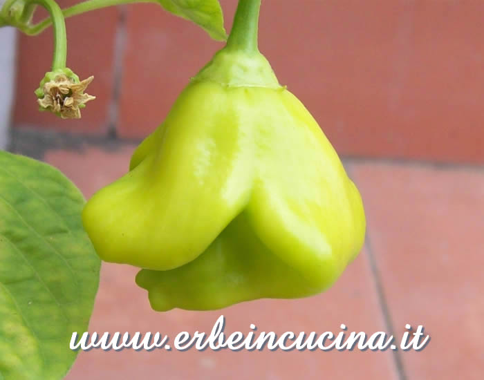 Peperoncino Campane non ancora maturo / Unripe Campane chili pepper pod