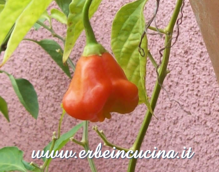 Peperoncino Campane maturo / Ripe Campane chili pepper pod