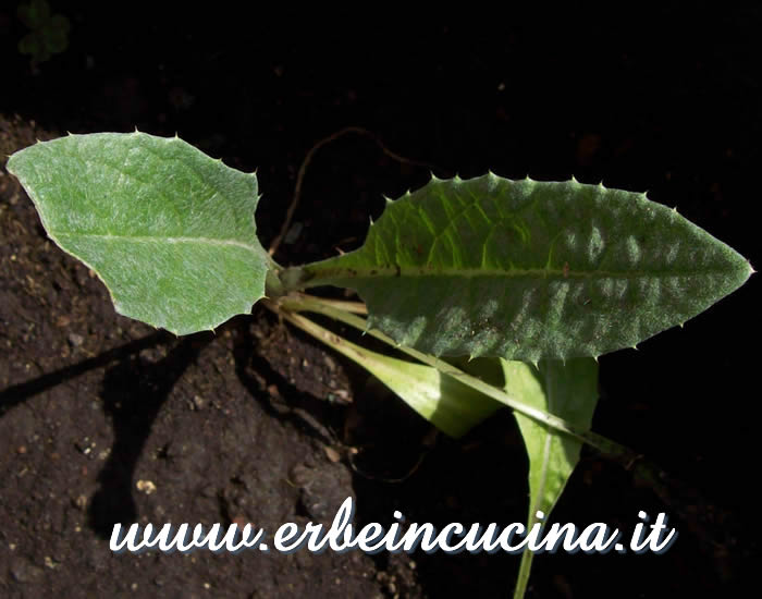 Cardo gigante trapiantato a dimora / Giant Cardoon, transplanted