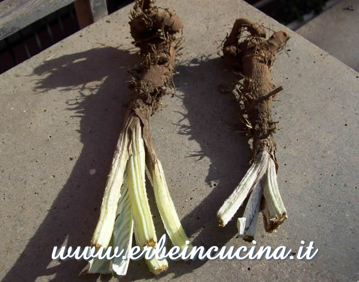 Cardi giganti di Romagna raccolti / Harvested Giand Cardoons