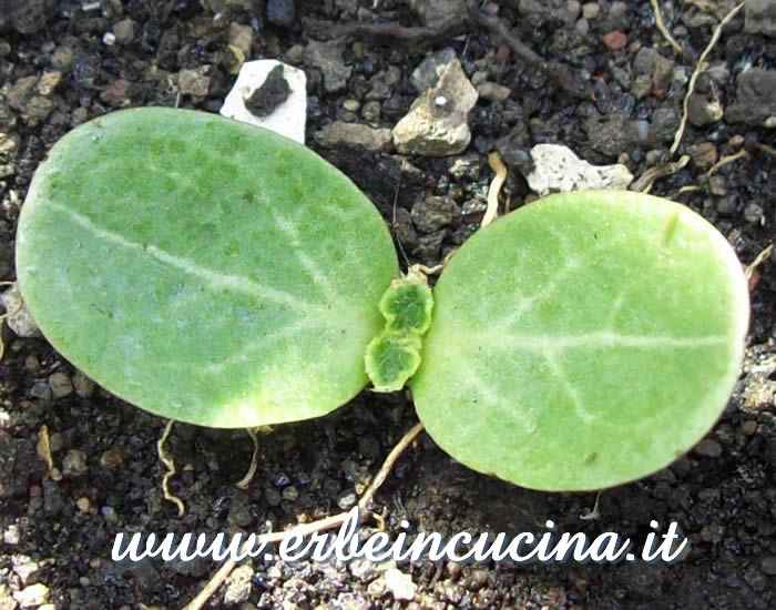 Giovane pianta di cardo mariano / Milk thistle young plant